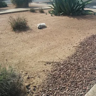 Dior loves our little yard after sleeping in the front office all day.