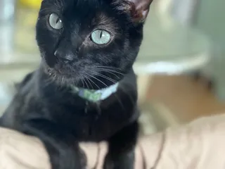 Animal Birth Control