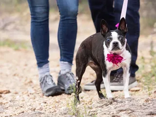 Sabino Veterinary Care