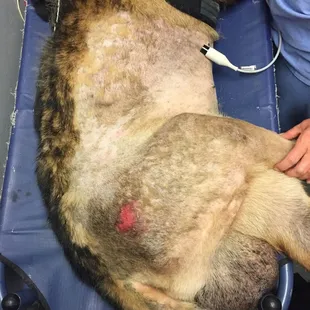 GSD who had been covered in blood, feces and ticks after 8 week stay at Camino Verde. The kennel manager walked by this dying dog for weeks