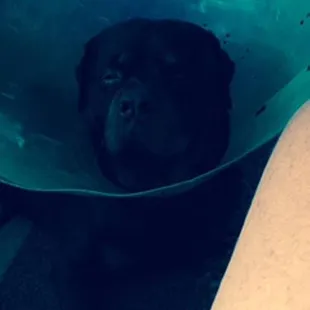 Rottie after being injured by Andreas Mueller after Mueller tried to steal it&apos;s sperm at Camino Verde.