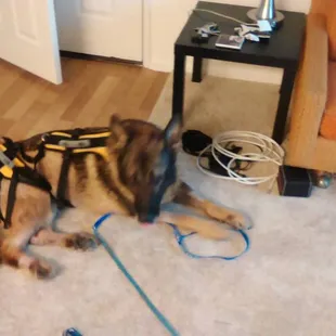 GSD in a brace after his legs were severely infected after boarding at Camino Verde.