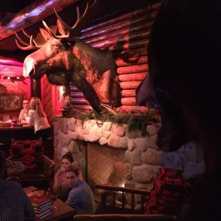 Moose and bear