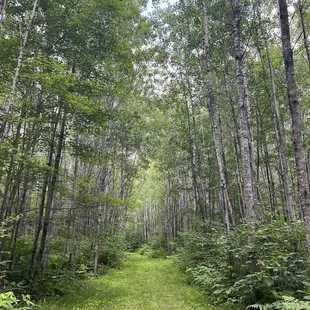 Lush forest all around Camp David. CAUTION: Mosquitoes!!
