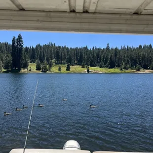 Fishing of the back of rented pontoon boat