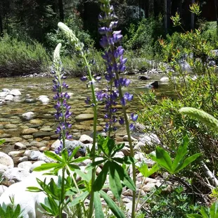 Beautiful wild lupine