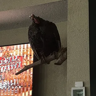 Turkey on the wall
