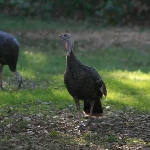 Wild Turkeys @ Camp Lotus