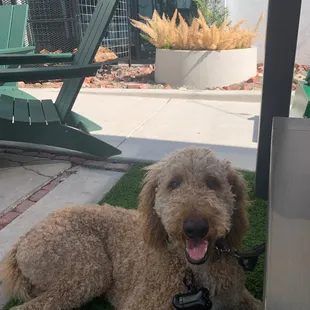 Teddy on the patio-long gone ghost