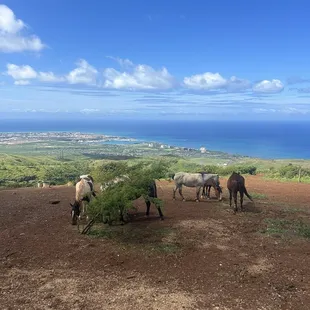 Horses, ocean view, hikes.