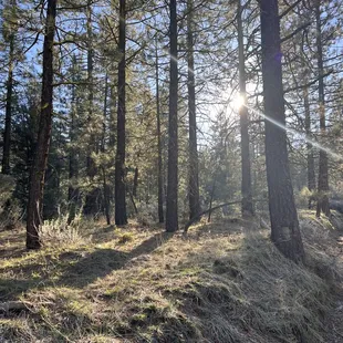 Sunshine in the Pines at Camp St. Nicholas