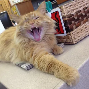 Be sure go stop in the office &amp; say hello to Baxter