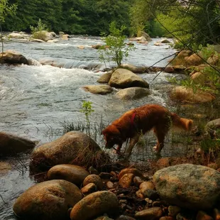 Maggie found a couple tasty river sticks!
