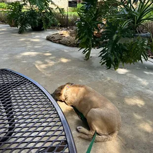 Dog friendly patio