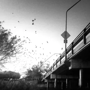 Bats flying out from under Campbell Bridge.