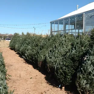 Christmas Trees