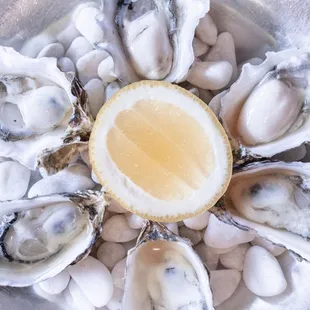 Oysters