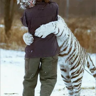 Tiger A.