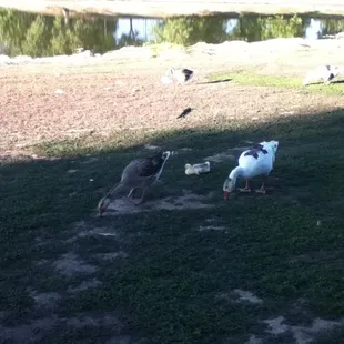 Geese parents with baby
