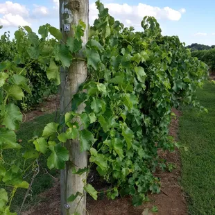 Grapes are coming along