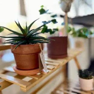 potted plants on a shelf