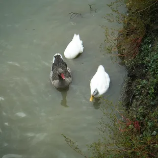 DUCKS