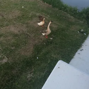 Ducks at Candleridge Park