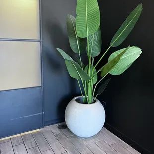 a potted plant in front of a door