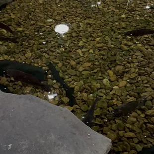 In addition to many cute stuffed animals they have a catfish pond in the dining area.