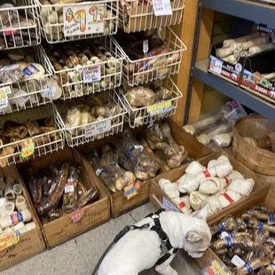 Pearl looking at all the fun treats.