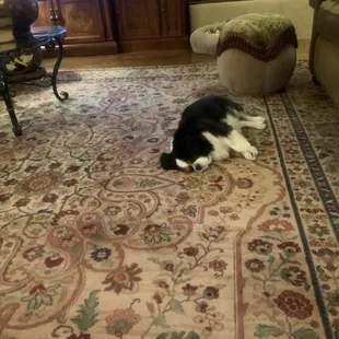 One pup relaxing after A trip to the spa.