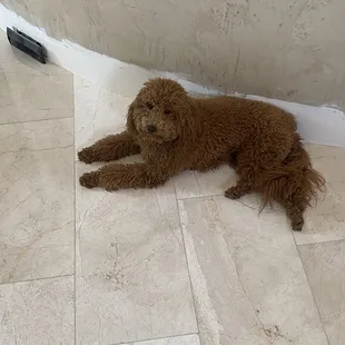 (NOT THEIR WORK!) Prior "botched" groom from another place