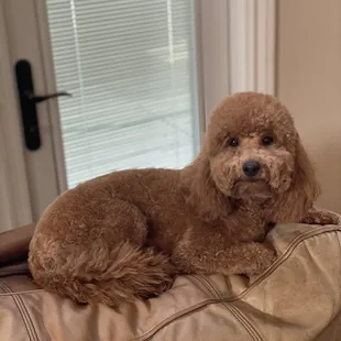 Canine Culture East's beautiful work!!!