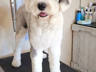 Noah's Bark Grooming Salon And Academy