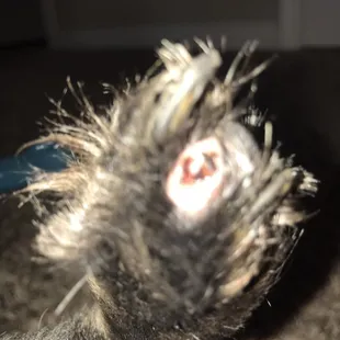 Pet Groomers