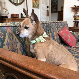 Scout Elizabeth is proud of her good looks by Canine Resort Grooming!