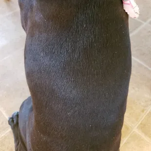 If they did the de-shedding. Her hair would be soft and not flaky and rough!! Canine resort is a pathetic lie and abusive!!!