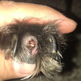 Our baby just stopped limping today, day six.