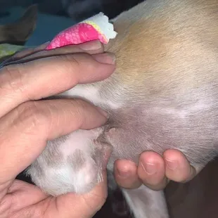 Pup injury