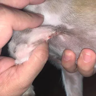 The owner refuse to acknowledge the puppy was cut.