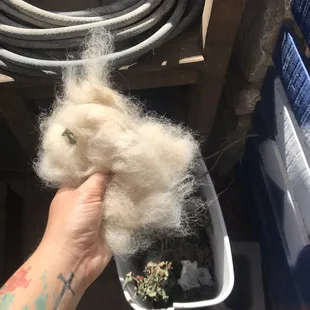 Some great job deshedding..... pathetic