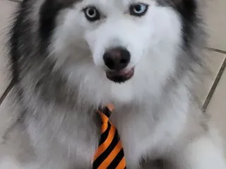 Prancin' Paws Pet Spaw