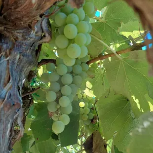 a bunch of grapes on the vine
