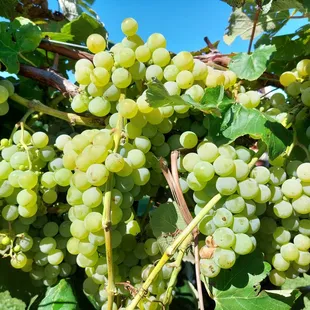 a bunch of grapes growing on the vine