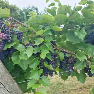 Marquette grapes