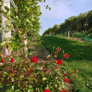 red roses in the foreground