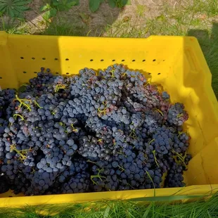 a yellow crate full of grapes