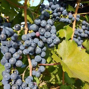 bunches of grapes on the vine