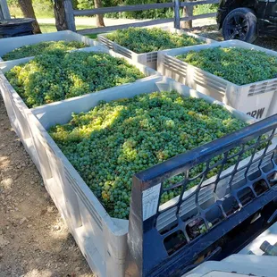 Lots of white grapes picked today!