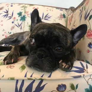 Approved by Pablo the frenchie